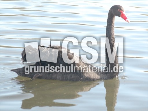 schwarzer Schwan.jpg